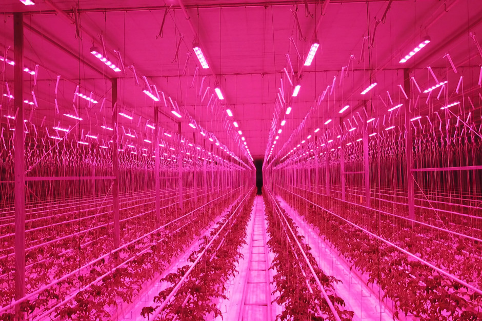 fot. Plantalux Plantalux: Technologie LED w rolnictwie to odpowiedź na rosnące potrzeby producentów