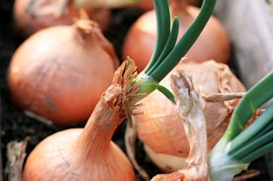 fot. shutterstock Zbiory cebuli o połowę niższe niż przed rokiem