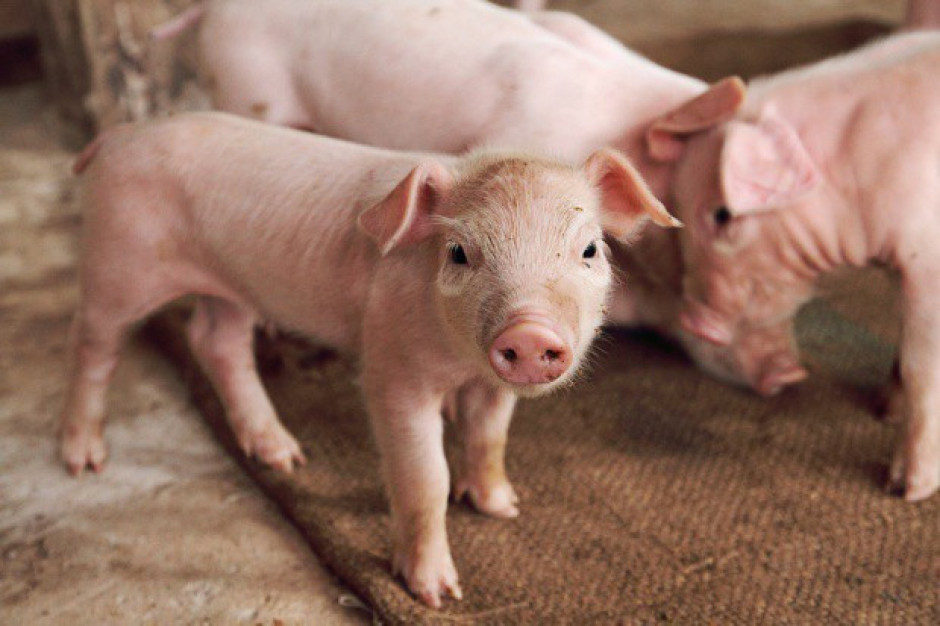 Ceny świń rzeźnych w UE nadal spadają