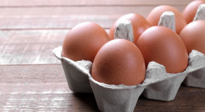 fot. shutterstock Rośnie znaczenie przetwórstwa na rynku jaj w Polsce