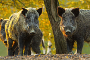 fot. Shutterstock GIW: Dziewięć nowych przypadków ASF