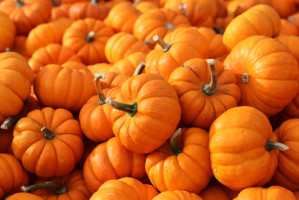 fot. shutterstock Największa dynia w USA waży 948,5 kilograma