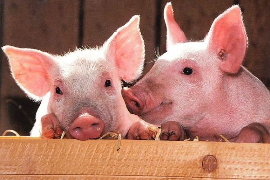 fot. pixabay.com USA zawieszają import polskiej wieprzowiny, mają zastrzeżenia do dwóch firm (wideo)