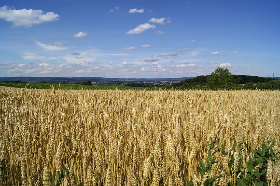 fot. pixabay.com Droższe żyto, czyli wyższy podatek rolny w 2019 r.