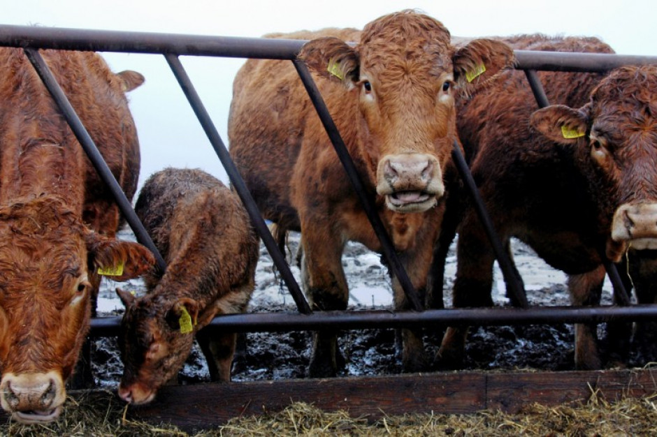 fot. Farmer.pl Przypadki BSE w Szkocji mogą zaszkodzić drobiarstwu w Polsce i nie tylko