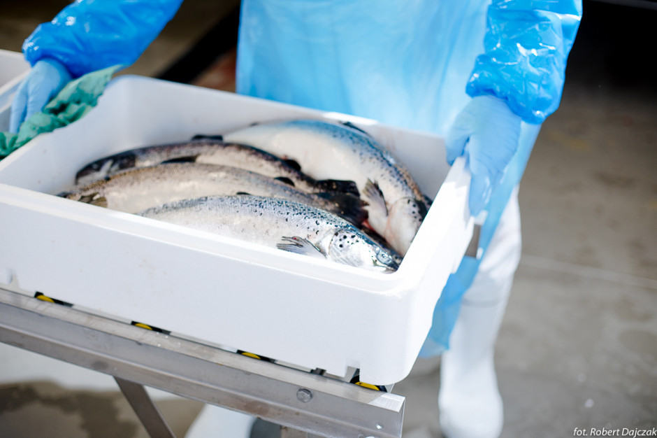 "Łosoś jurajski" z Jurassic Salmon, fot. jurassicsalmon.pl Jurassic Salmon: Chów naszego łososia musi być transparentny dla klienta