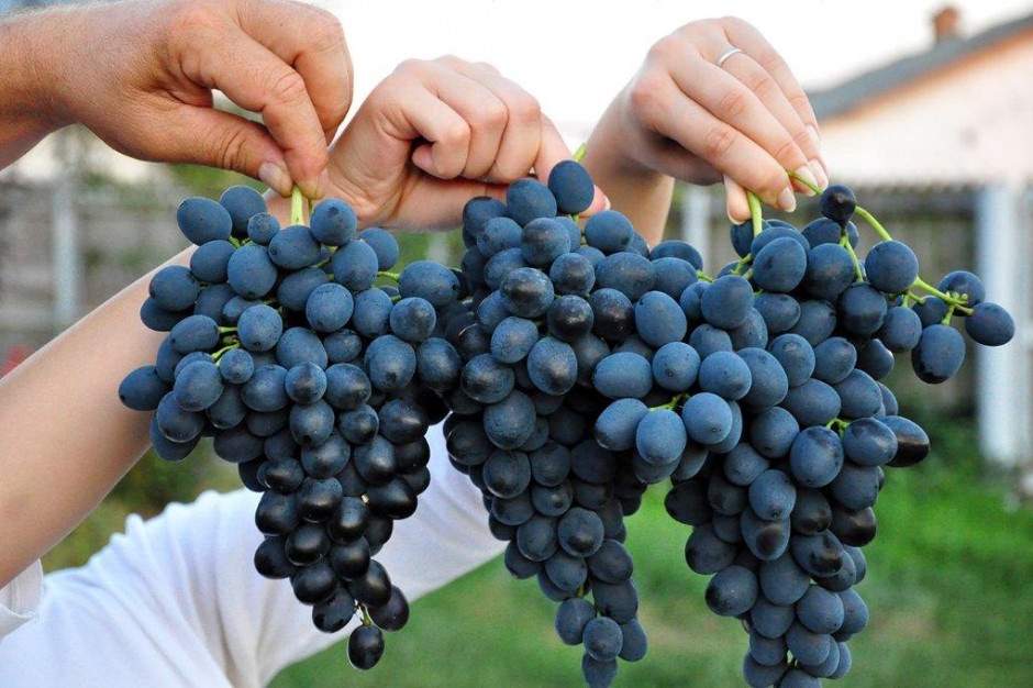 Mołdawskie winogrona stołowe zdobywają polski rynek