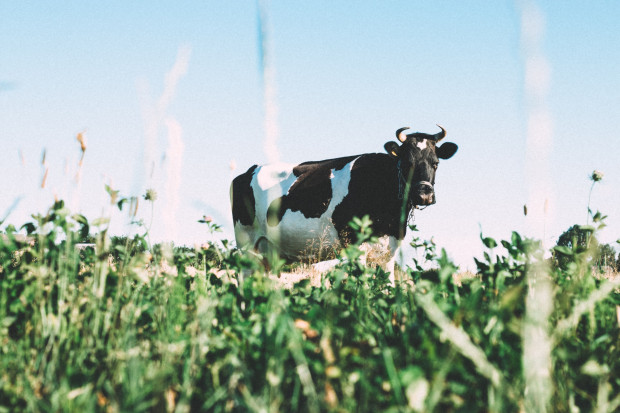 fot. unsplash.com Popyt na ekomleko