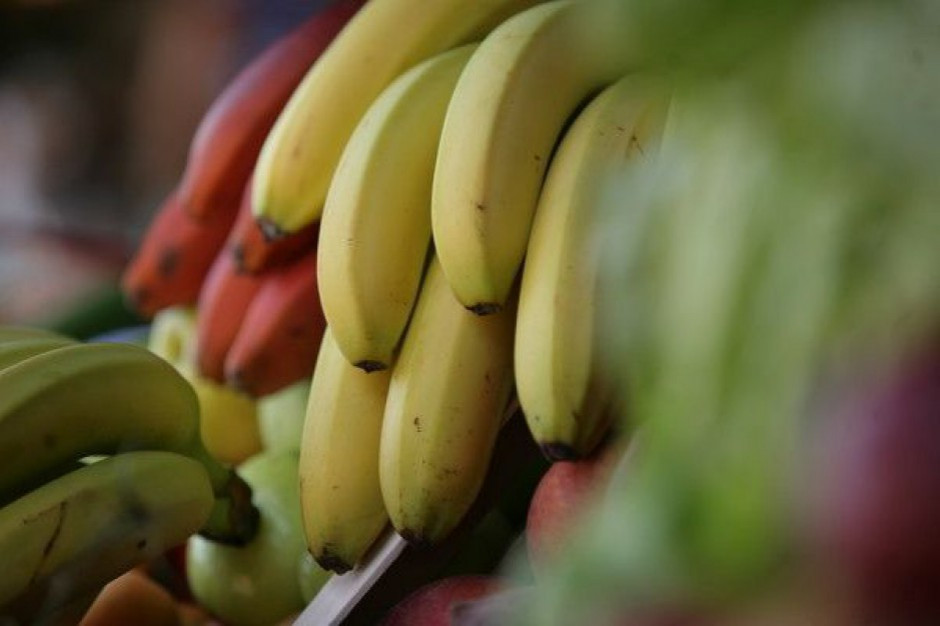 Stokrotka: W bananach znaleziono kokainę z Ekwadoru