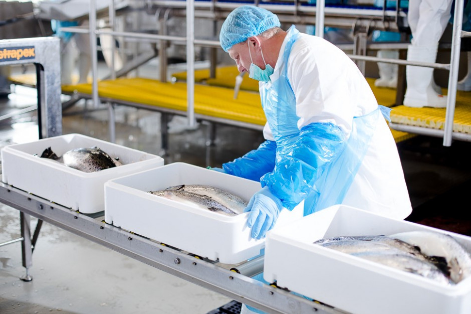 fot. jurassicsalmon.pl Jurassic Salmon: Chcemy stworzyć pierwszą w Polsce markę świeżej ryby hodowlanej