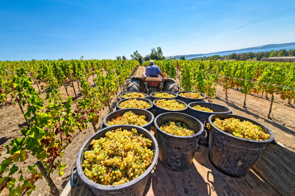 fot. shutterstock Rekordowy rok podkarpackich winnic: 12 ton winogron z hektara