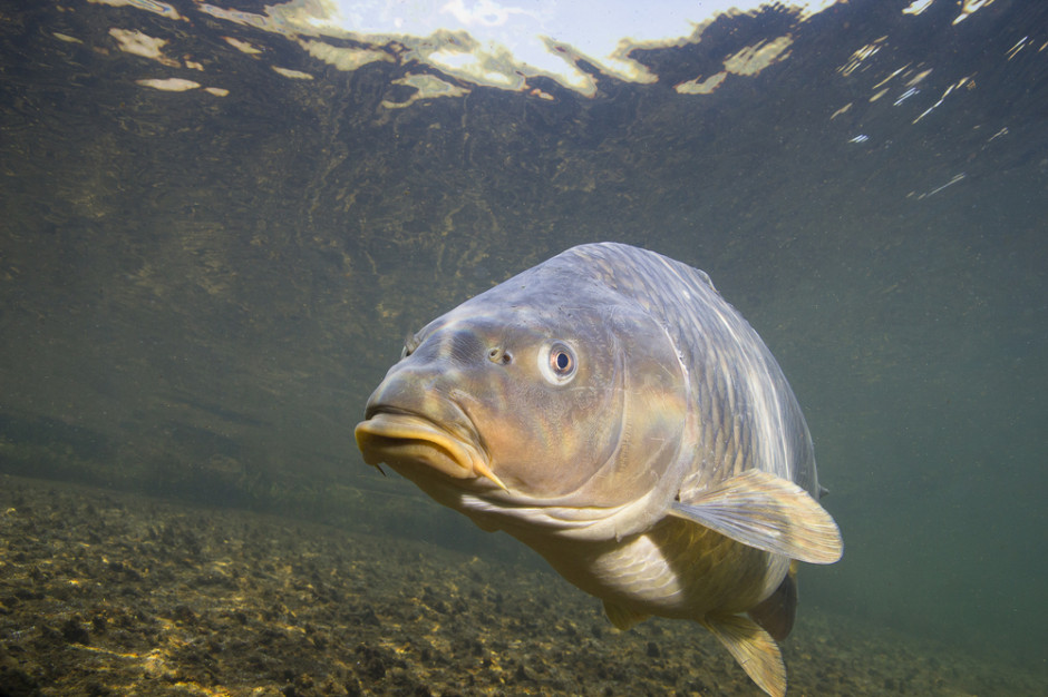 fot. shutterstock Wielkopolskie: Odłów karpi powodem drogowych utrudnień