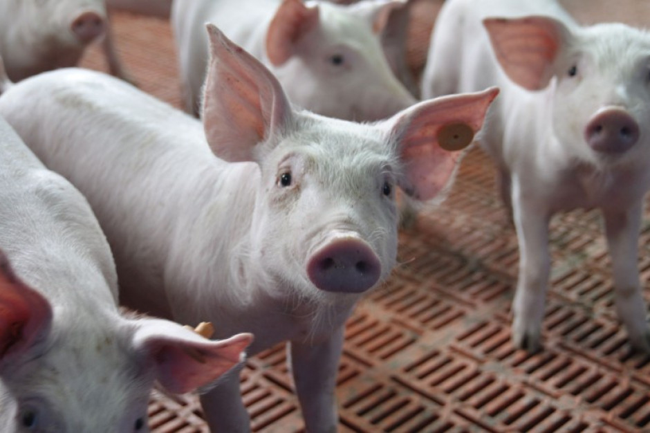 fot. farmer.pl Chiny wprowadzają kolejne ograniczenia hodowli trzody w związku z ASF