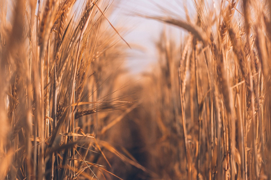 fot. unsplash.com Credit Agricole: Największe wzrosty cen zbóż już za nami