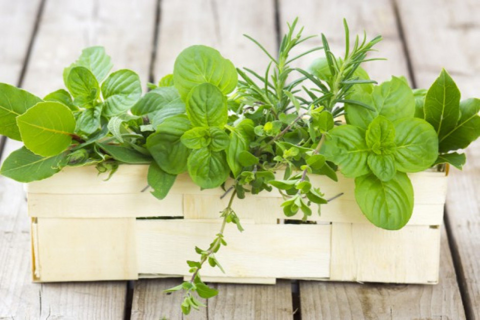fot. shutterstock Greenvit rusza z budową zakładu produkującego ekstrakty roślinne