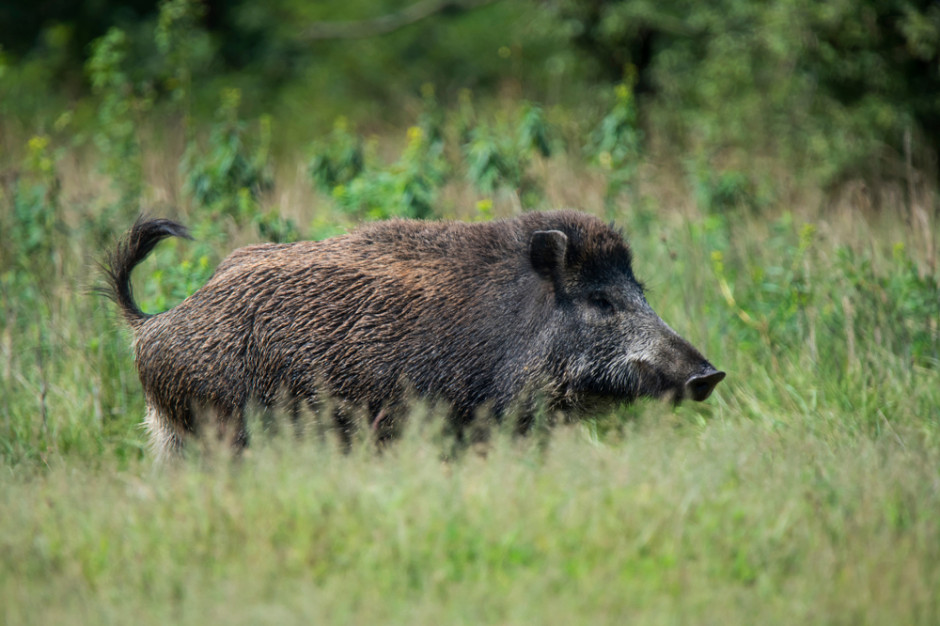 fot. Shutterstock Eksterminacja dzików za Odrą