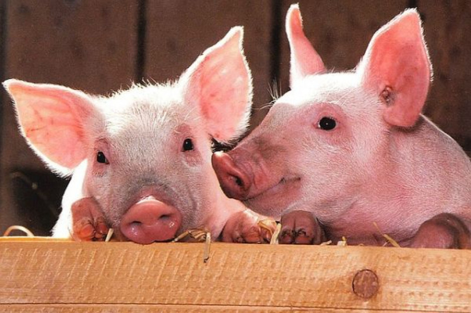 fot. pixabay.com Pogłowie świń w Niemczech spadło o blisko pół miliona sztuk