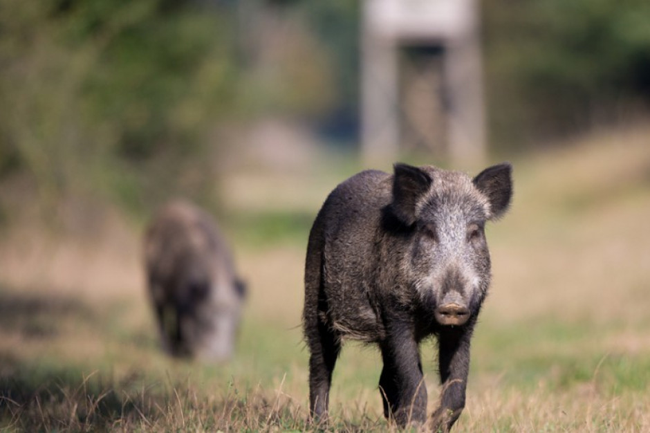 fot. shutterstock KE popiera plan odstrzału dzików i chwali polskie władze