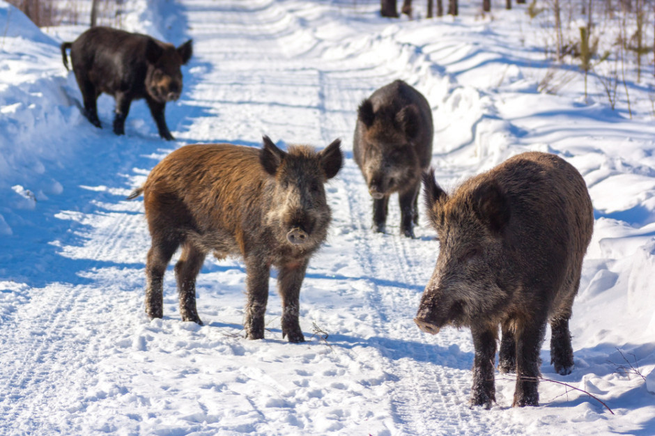 fot. shutterstock Francja tworzy białą strefę przed ASF na granicy z Belgią