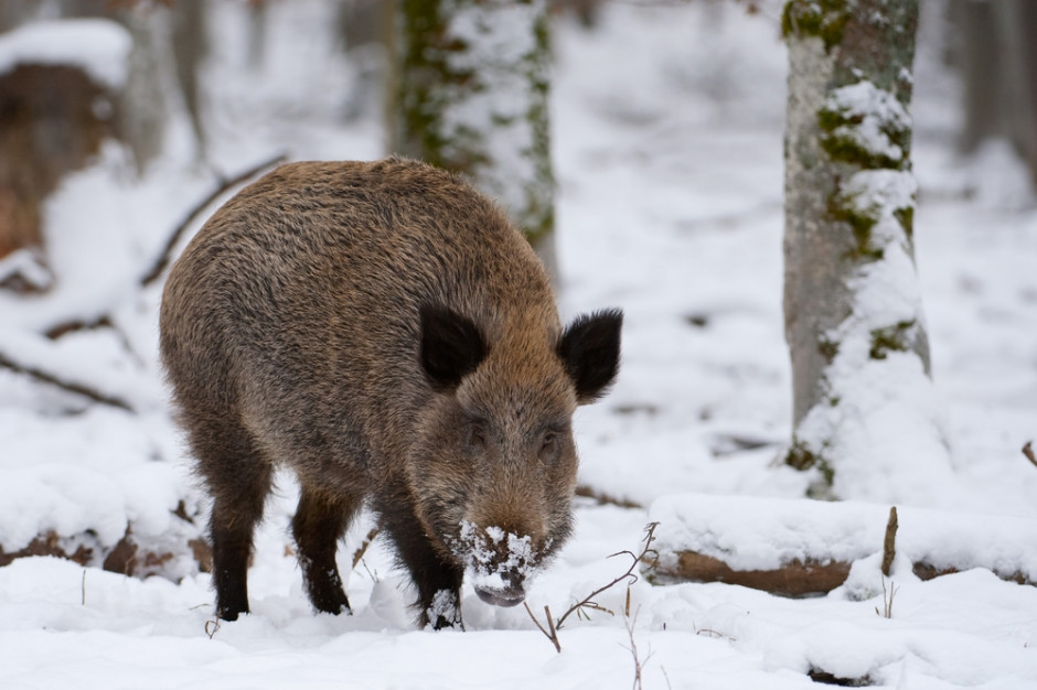 fot. shutterstock Stanowisko PAN: Do walki z ASF nie wystarczy odstrzał