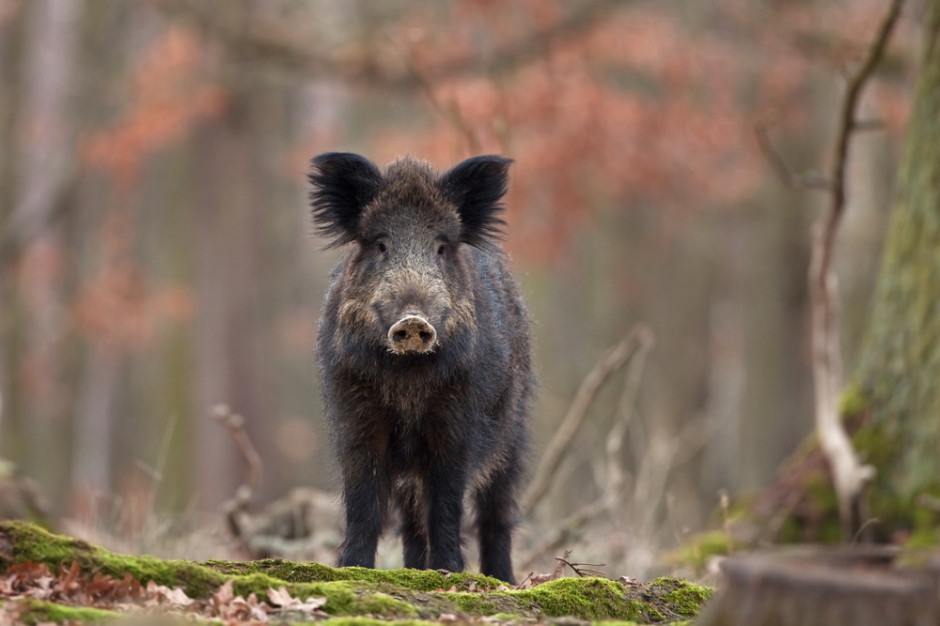 fot. shutterstock Branża mięsna popiera odstrzały dzików
