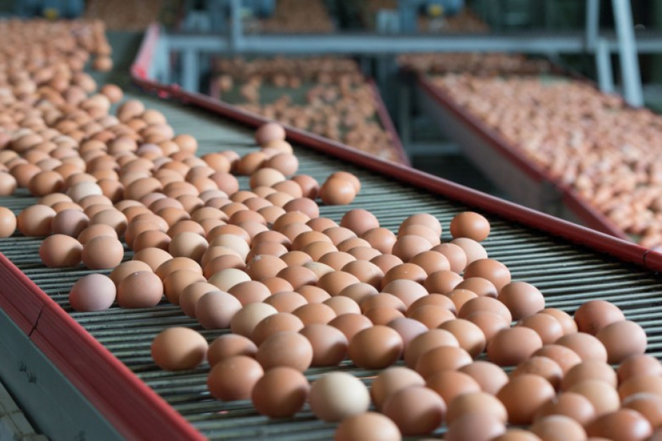 fot. shutterstock MRiRW wciąż przeciwne odszkodowaniom dla producentów jaj