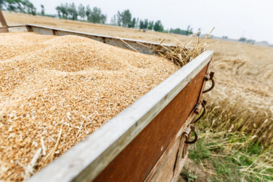 Nadwyżka eksportu zbóż UE bardzo się kurczy