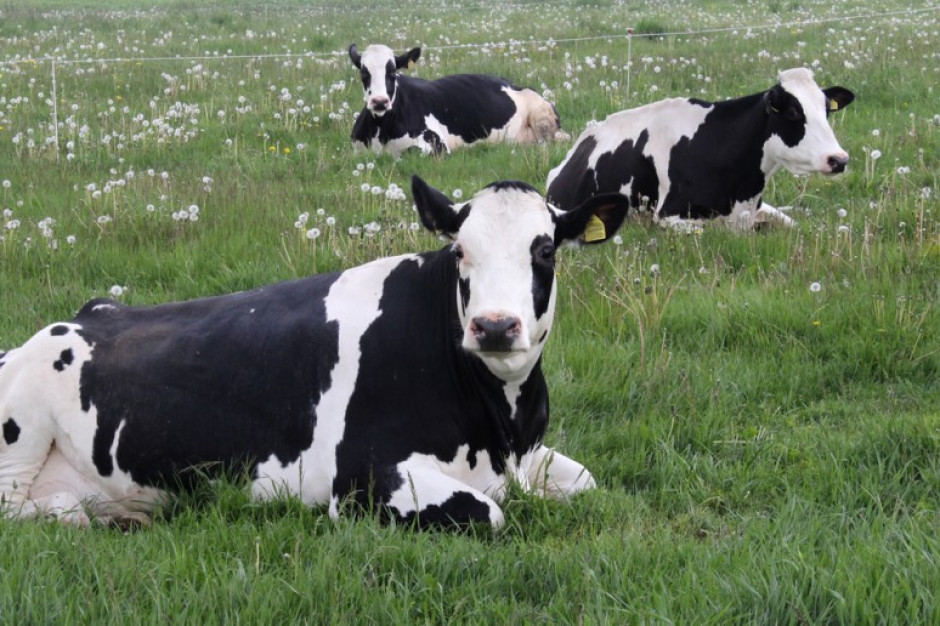 fot. farmer.pl Spadają ceny bydła mięsnego w skupie
