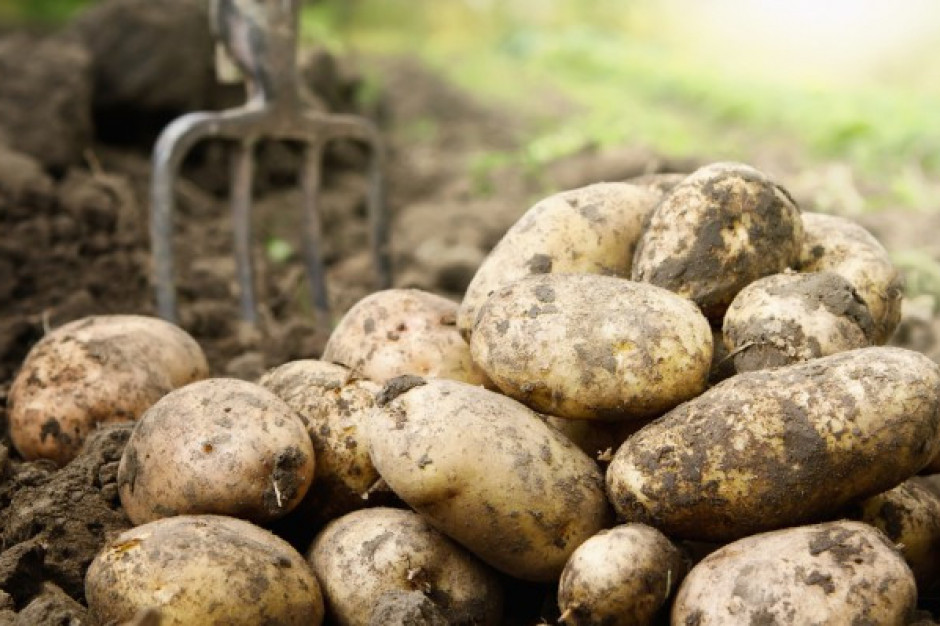 fot. shutterstock IERiGŻ: Rosnące ceny niemieckich ziemniaków wpływają na poziom cen w Polsce