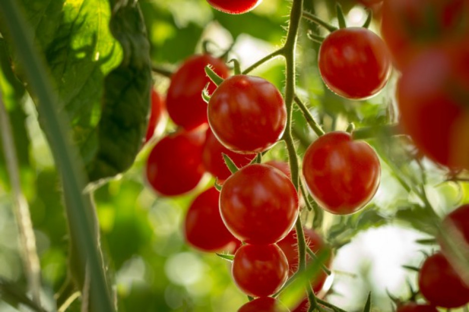 fot. shutterstock Test DNA rozwiązał zagadkę kradzieży pomidorków koktajlowych