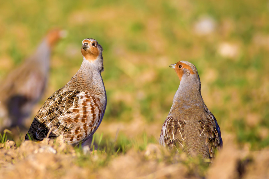 fot. shutterstock Dolnośląskie: Myśliwi i przyrodnicy wypuścili na pola 700 kuropatw
