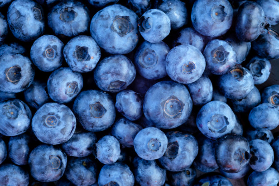 fot. shutterstock Zyskowność uprawy borówki wisi na włosku