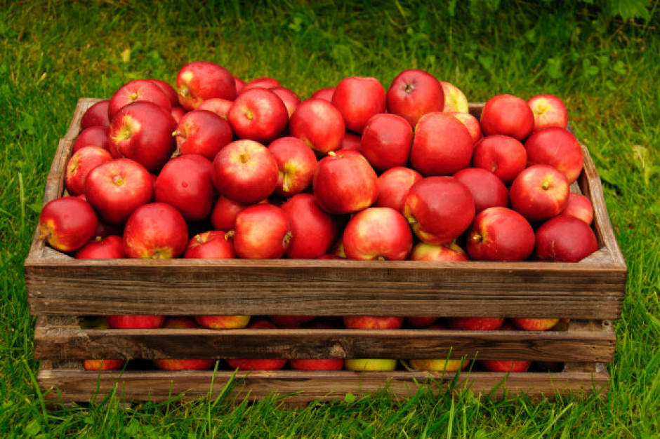 fot. shutterstock ZSRP: Polska straci pozycję lidera w produkcji jabłek?