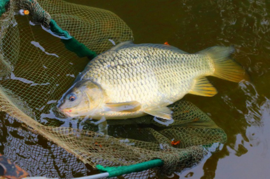 fot. shutterstock Krotoszyn: Rusza proces sprzedawcy karpi