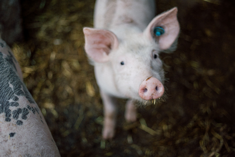 fot. unsplash.com Credit Agricole: Kolejne miesiące przyniosą wzrost cen skupu trzody chlewnej