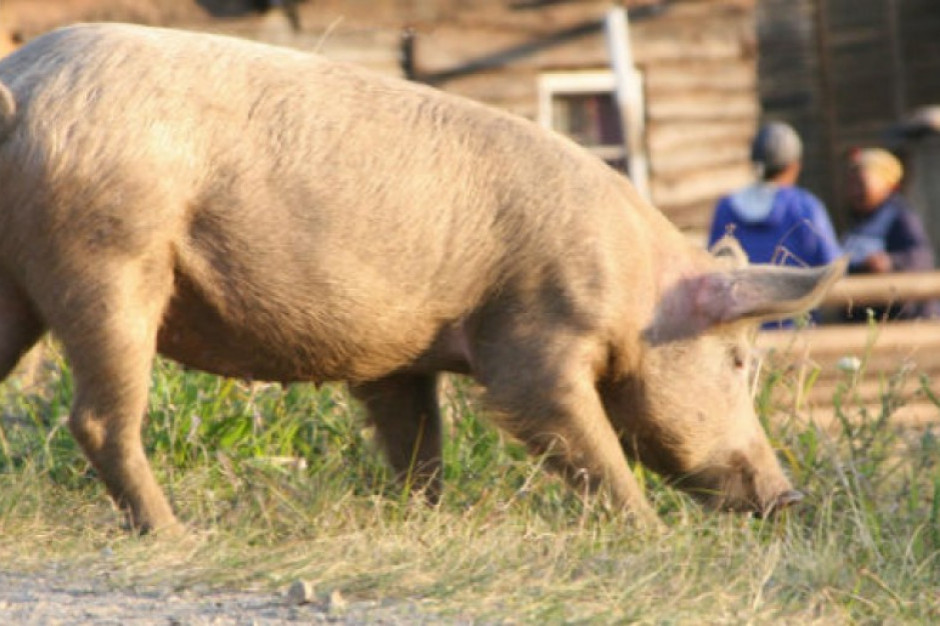 fot. farmer.pl ASF w Polsce: 100 nowych przypadków w tydzień