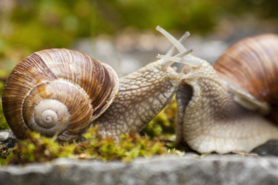 fot. pixabay Lubuskie: Limit zbioru ślimaka winniczka bez zmian - 150 ton