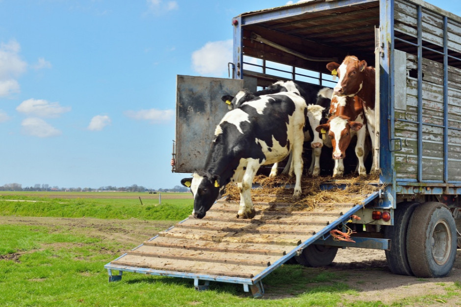Fot. Shutterstock Jak zwiększyć bezpieczeństwo transportu zwierząt i zapobiec surowym karom?