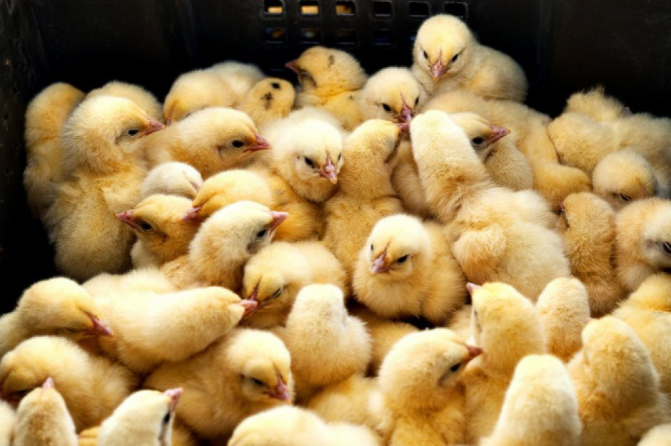 fot. Shutterstock Szwajcaria chce zakazać rozdrabniania żywych piskląt
