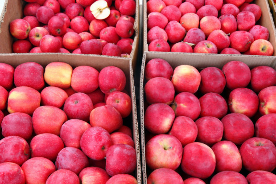 Prezes Fruit-Group: Sytuacja na rynku jabłek w tym sezonie jest trudna