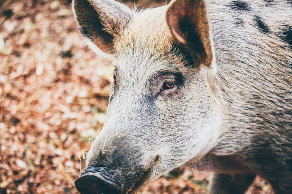 fot. unsplash.com Wiceminister rolnictwa: zwalczenie ASF niemożliwe bez wybicia dzików