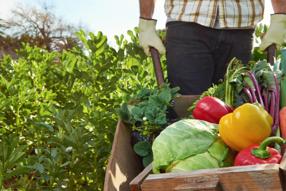 fot. shutterstock Carrefour wspiera polskie rolnictwo ekologiczne
