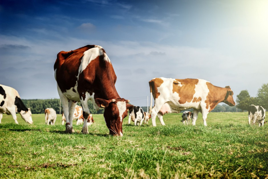 fot. Shutterstock W skupach bydła ruletka cenowa po aferze mięsnej