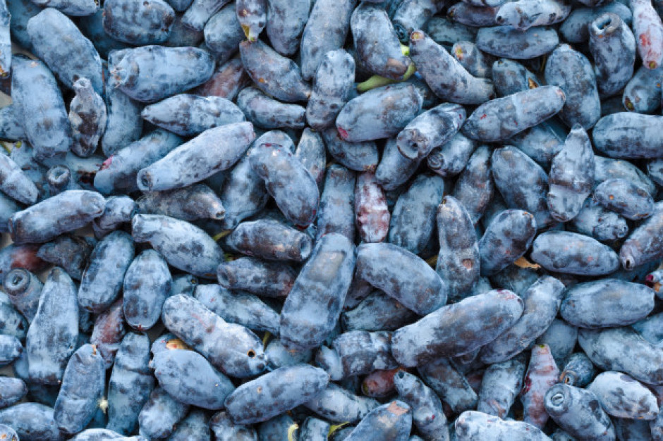 fot. shutterstock Nutracevit: wspieramy ekologiczne plantacje jagody kamczackiej
