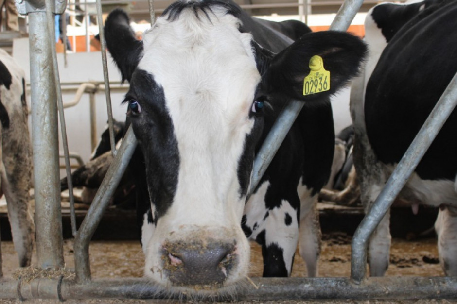 Niemcy: Rzeźnia przerabiała na mięso chore i padłe krowy