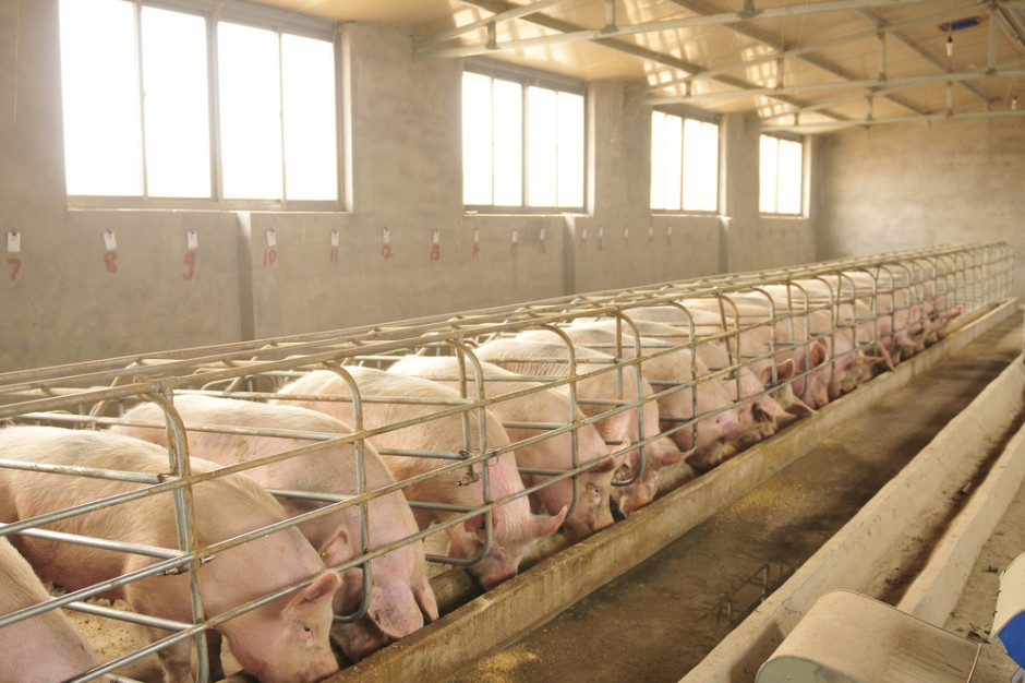 fot. shutterstock Ustawa odorowa powraca. Jak bardzo zaszkodzi branży mięsnej?
