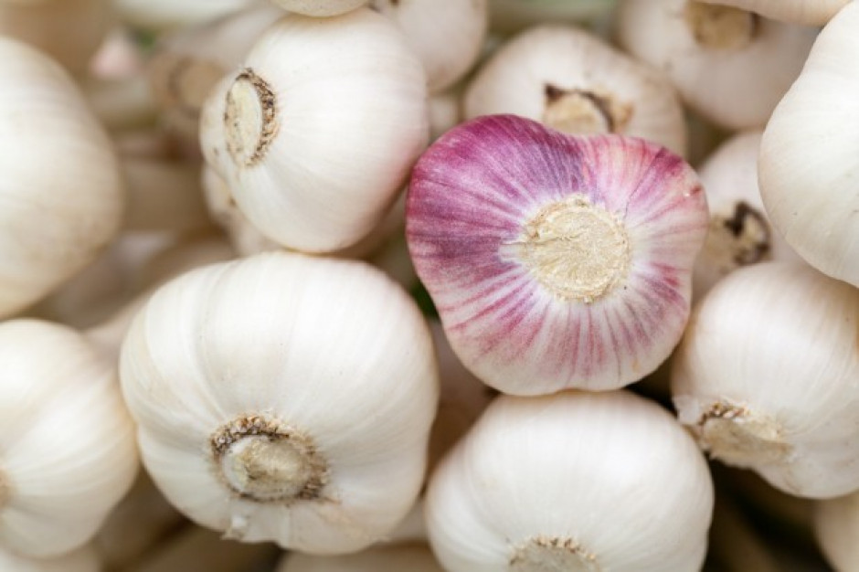 fot. shutterstock 19 kwietnia to Dzień Czosnku