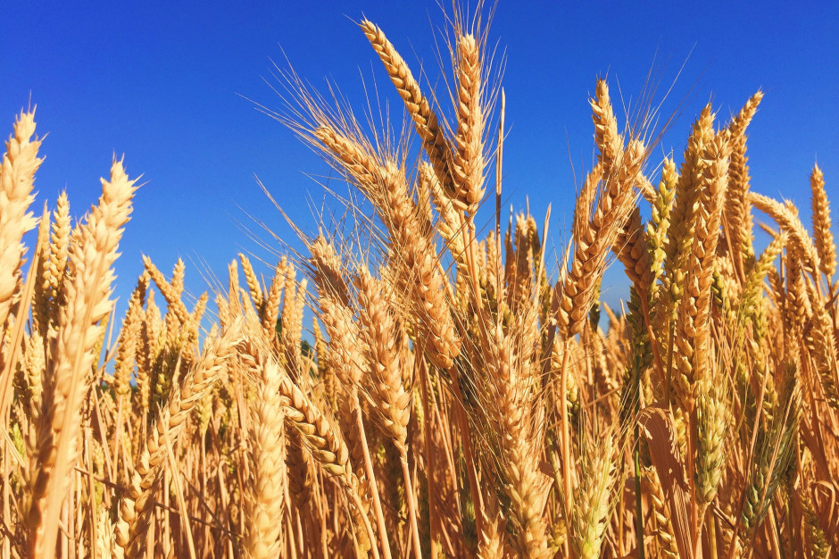 fot. unsplash.com Bezpieczeństwo upraw GMO I żywności GM na podstawie nowych regulacji prawnych na poziomie międzynarodowym i krajowym