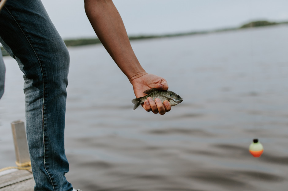 fot. Unsplash Kubańczycy chcą skontrolować polskie zakłady przetwórstwa rybnego