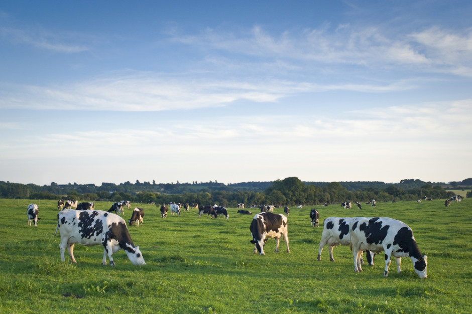 fot. shutterstock Czy krowy niszczą klimat? Branża mięsna podważa raport FAO